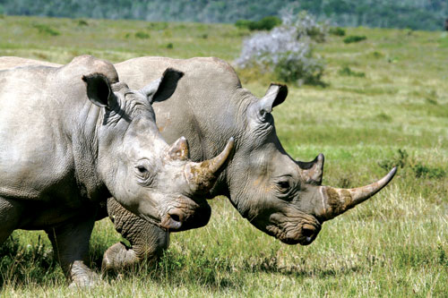 Rhino at Kariega Game Reserve