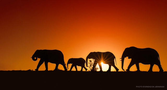 How African Elephants Keep Cool Kariega