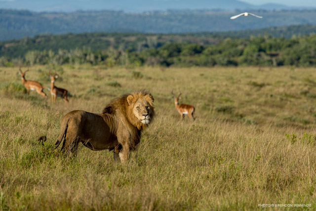Brendanjennings5 Lion Kariega Game Reserve