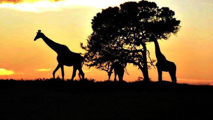 Giraffe Sillhouette T Miles Kariega Game Reserve Photo Competition