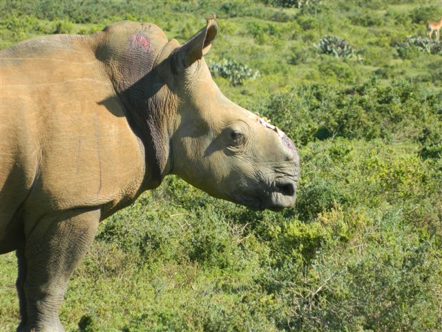 Kariega Rhino Thandi 250713 002