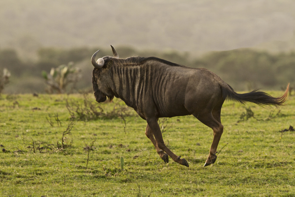 Running Wildebeest Kariega Game Reserve Eastern Cape M Price