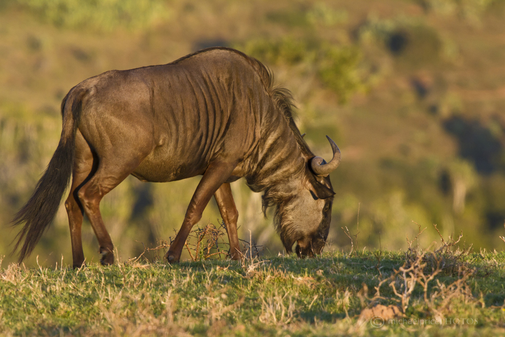 Wildebeest Grazing Kariega Game Reserve Eastern Cape M Price