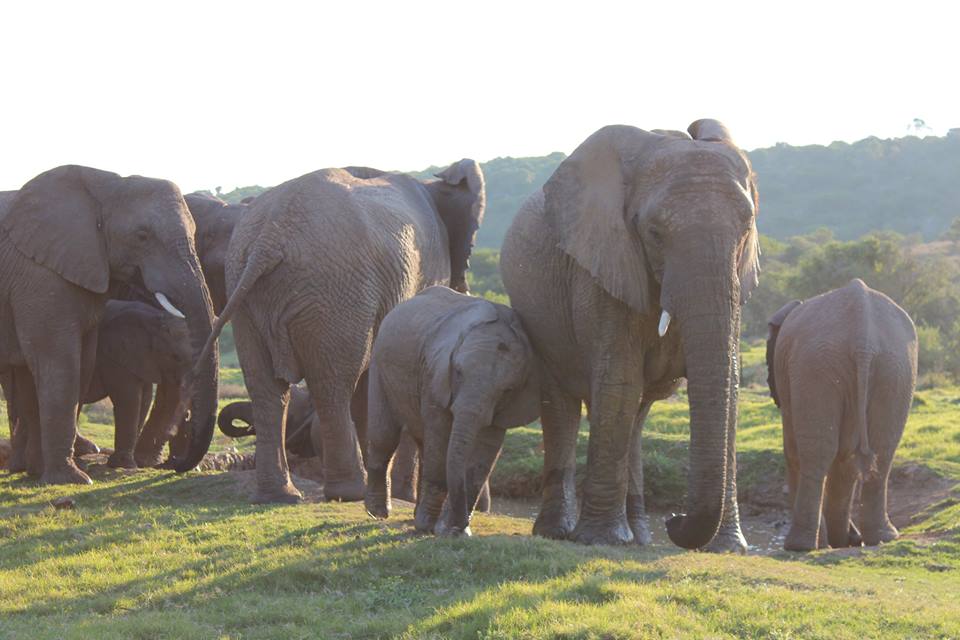 Elephant Herd Kariega Game Reserve Eastern Cape