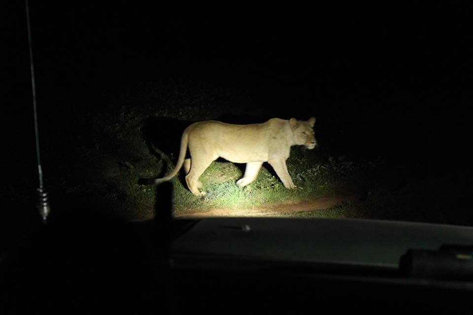 Night Lioness Kariega Game Reserve Eastern Cape