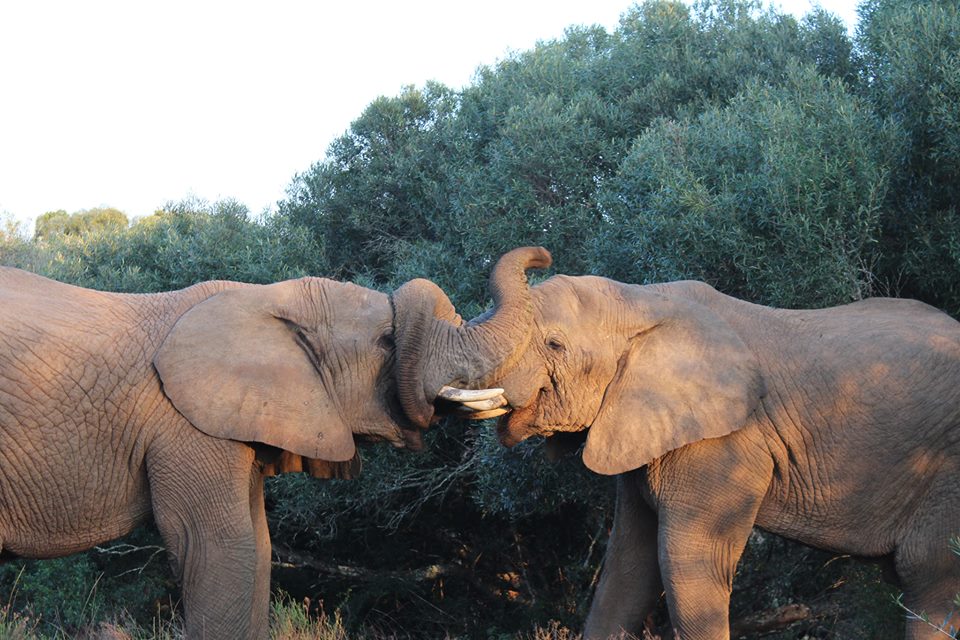 Playfight Elephants Kariega Game Reserve Eastern Cape