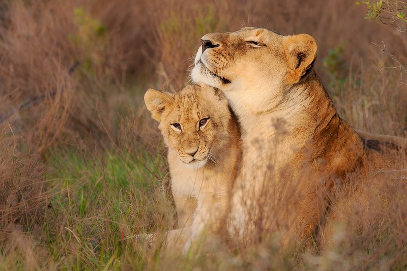 Lion Cub Bonds With Mother Kariega Game Reserve B Jennings