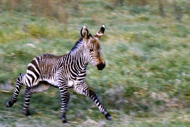 Mountain Zebra Boots In The Baviaans Eastern Cape Wildlife Fauna Flora