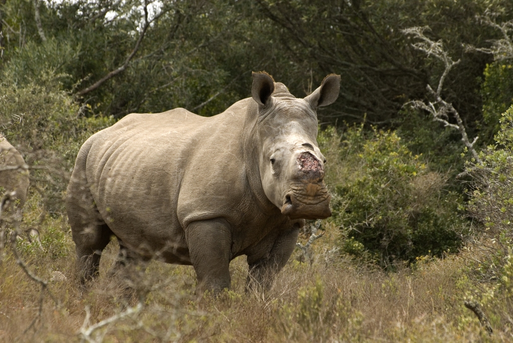 Thandi Kariega Game Reserve Rhino Conservation Oct 2013 (4)