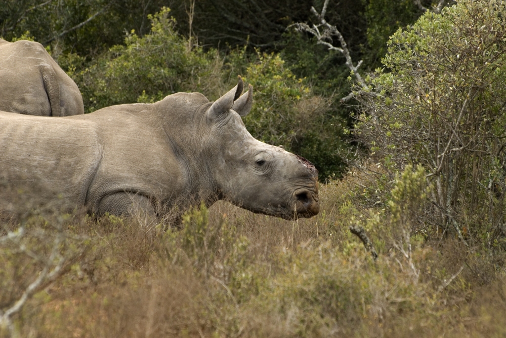 Thandi Kariega Game Reserve Rhino Conservation Oct 2013 (3)
