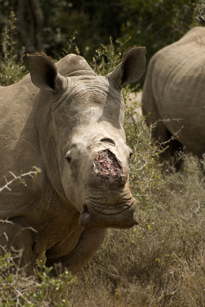 Thandi Kariega Game Reserve Rhino Conservation Oct 2013 (2)