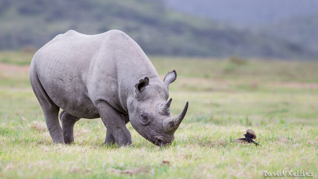 Photo Safari Kariega Game Reserve Rhino