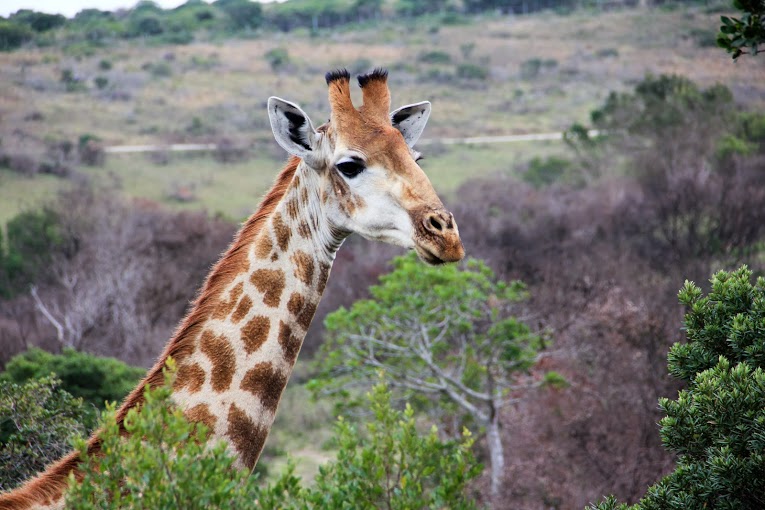 Kariega Game Reserve Eastern Cape Safari Wildlife K Cetkowska (4)