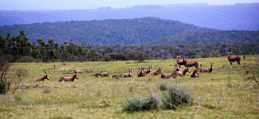 Kariega Game Reserve Eastern Cape Safari Wildlife K Cetkowska (5)