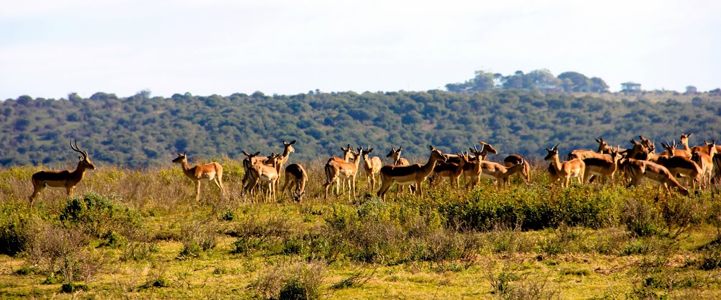 Kariega Game Reserve Eastern Cape Safari Wildlife K Cetkowska (19)