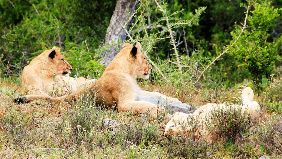 Kariega Game Reserve Eastern Cape Safari Wildlife K Cetkowska (23)