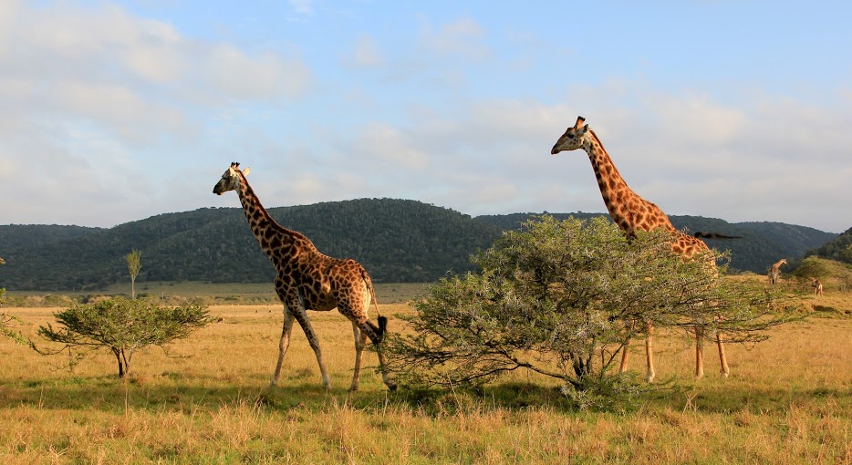 Kariega Game Reserve Eastern Cape Safari Wildlife K Cetkowska (24)