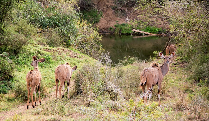 Kariega Game Reserve Eastern Cape Safari Wildlife K Cetkowska (25)