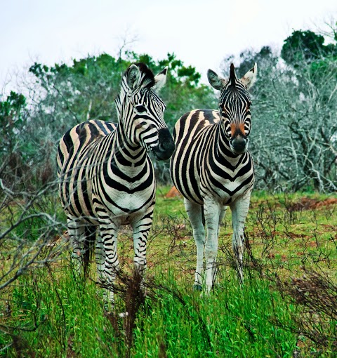 Kariega Game Reserve Eastern Cape Safari Wildlife K Cetkowska (28)