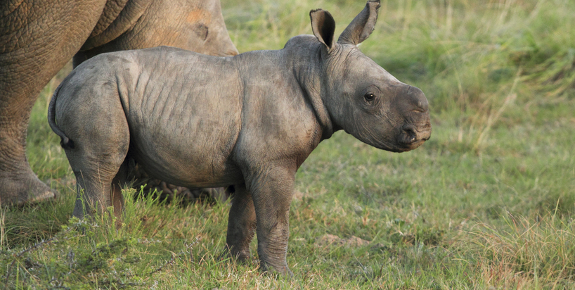 baby rhino may 2012 kariega game reserve (1).JPG