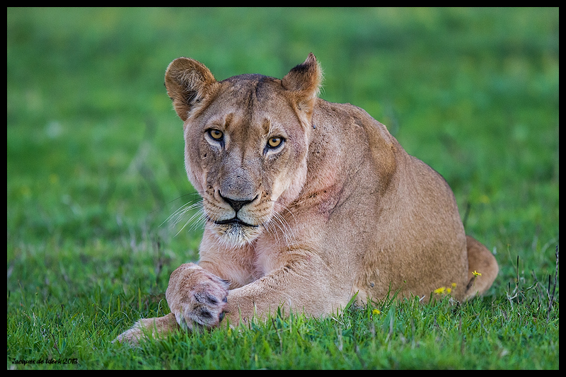 Lioness Stare Kariega Game Reserve J De Klerk Eastern Cape