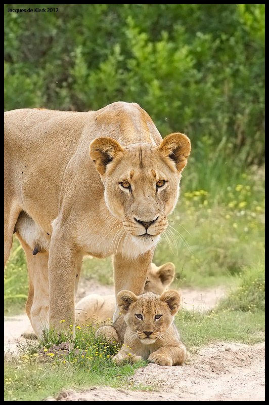 Lioness And Cub Stare J De Klerk Kariega Game Reserve Eastern Cape