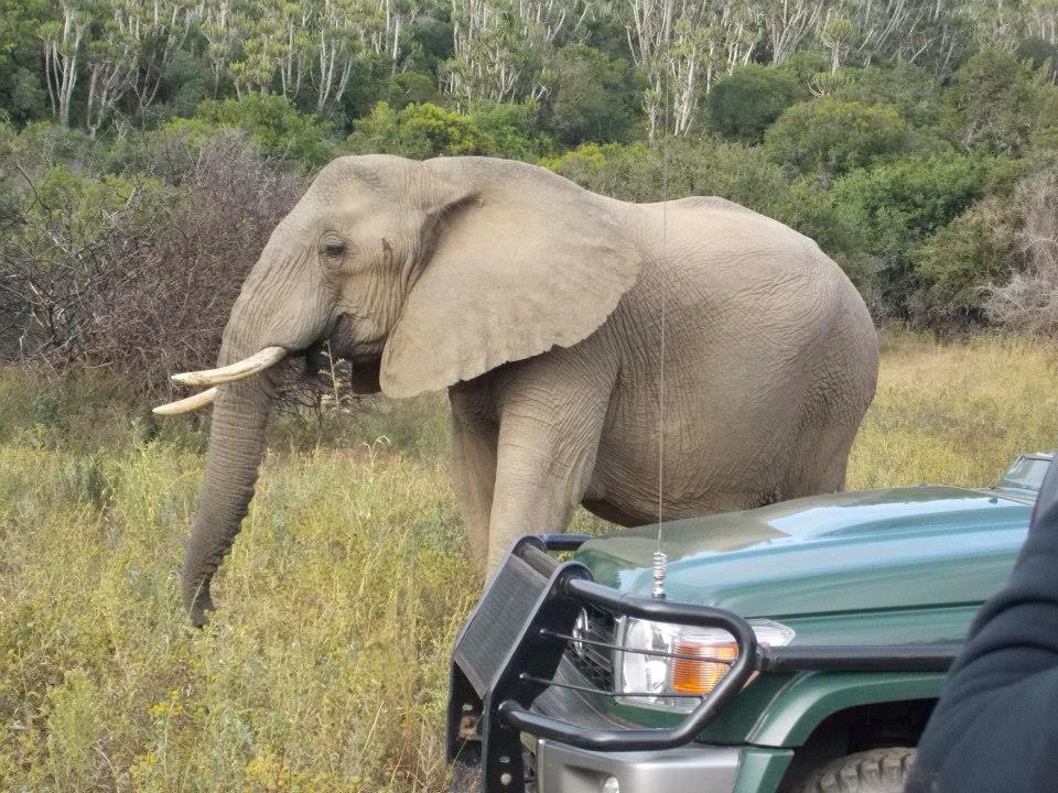 Elephant In Musk Kariega Sibbick