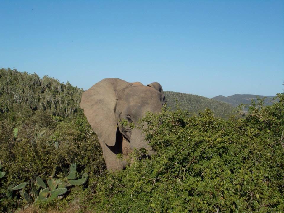 Kariega Elephant Bush Sibbick