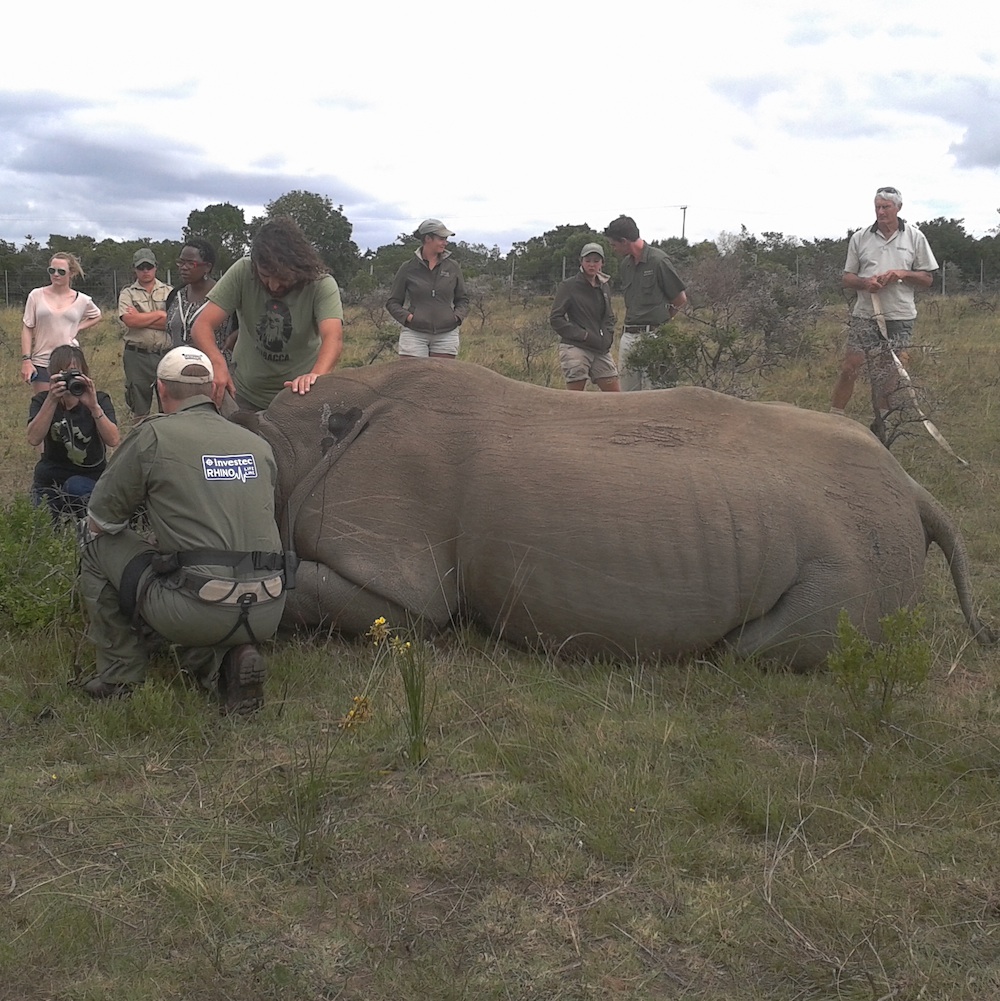 Kariega Rhino Thandi January 2014