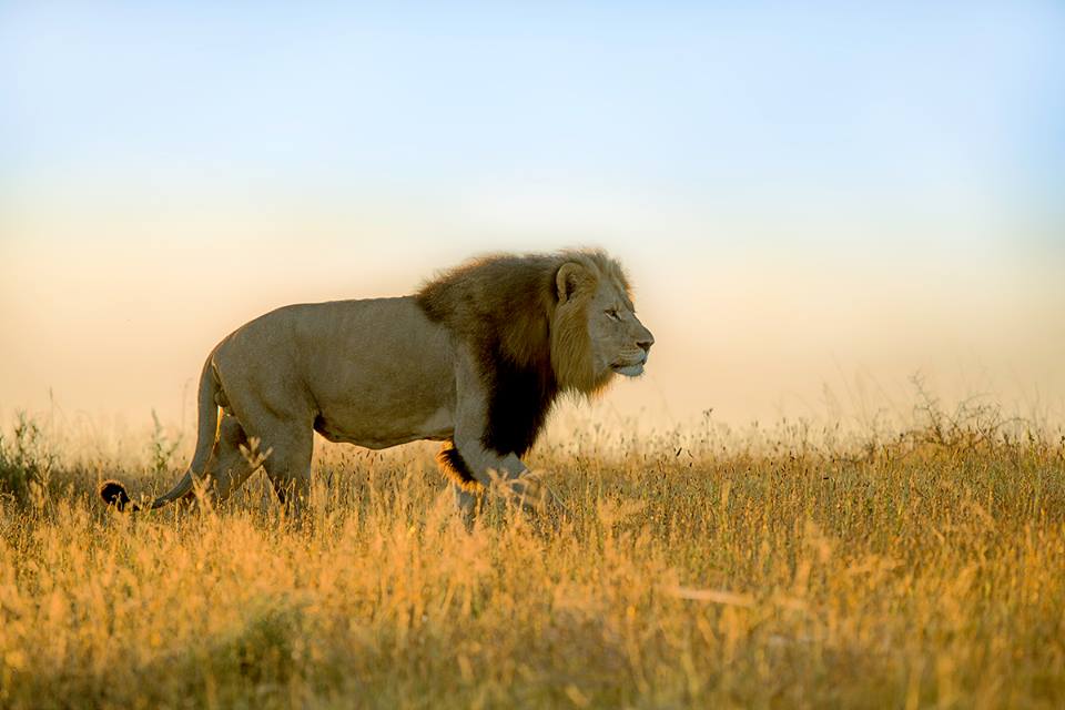 Mondorro Male Lion Kariega Game Reserve Eastern Cape B Jennings
