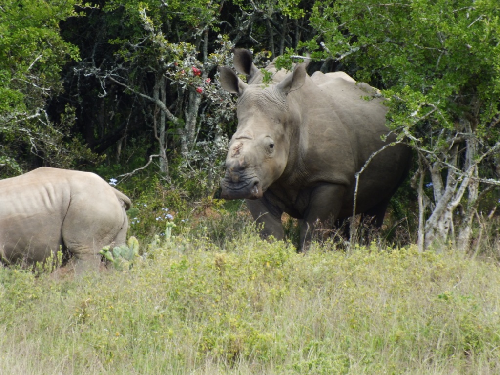 Thandi The Rhino Kariega Game Reserve Eastern Cape March 2014 (2)