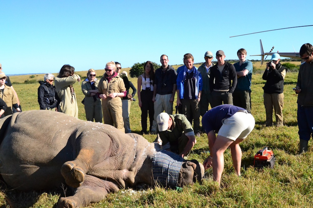Kariega Rhino Dehorned June2014
