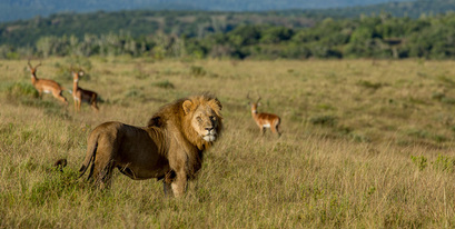 kariega_brendan_jennings1 game reserve lion landscape.jpg