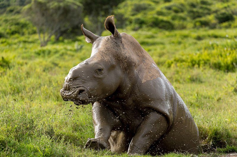 Thandi Kariega Rhino Mud
