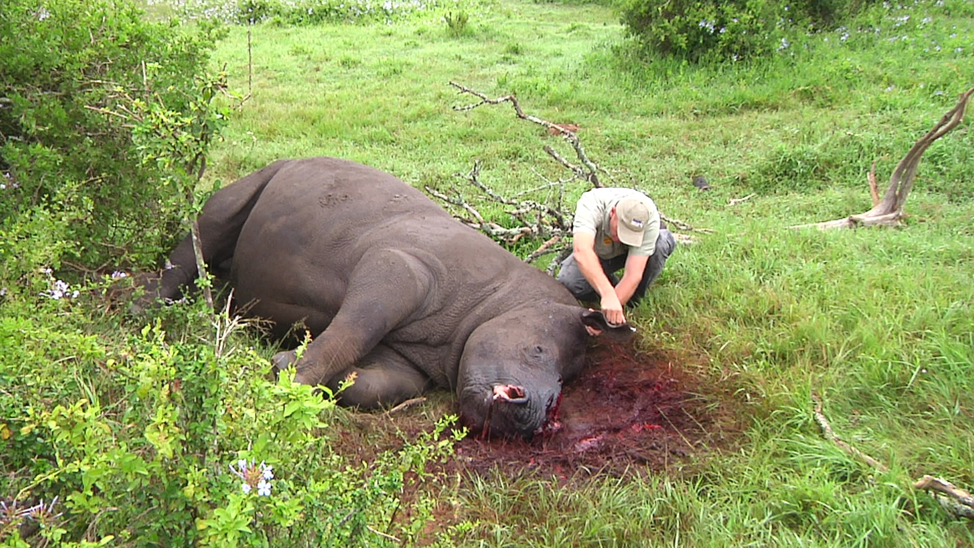 Thandi 2 March 2012 Poaching Kariega Game Reserve