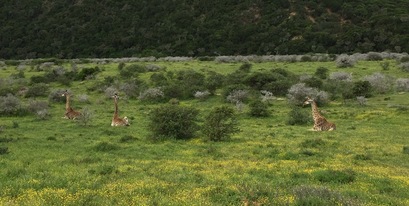 Giraffe-spring-flowers.jpg
