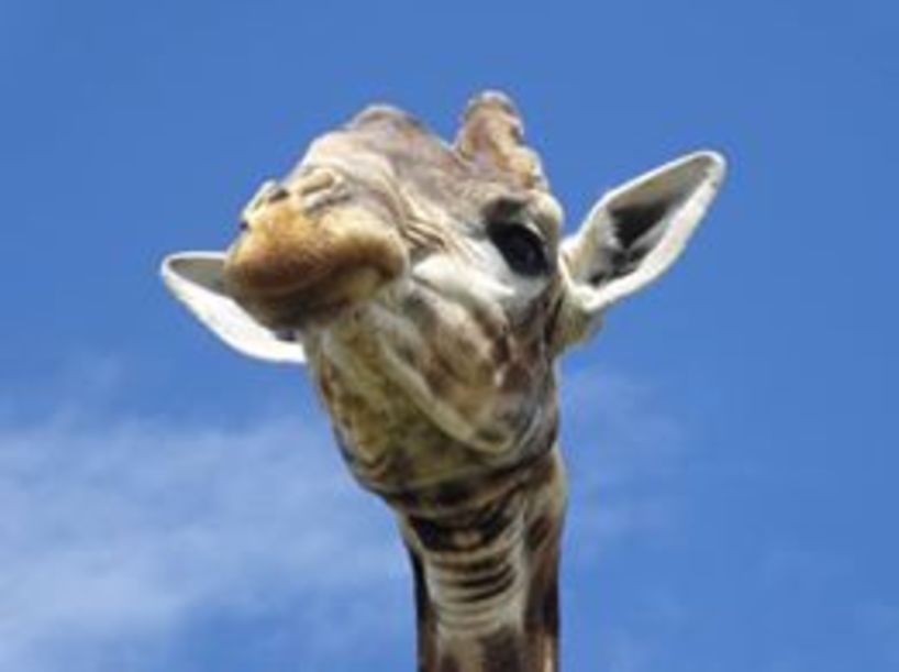 giraffe-diggler-Leeu Meisi 1.jpg