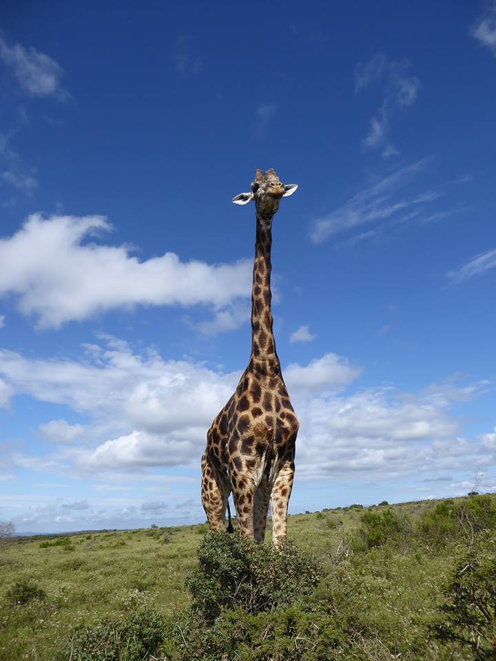 Kariega's giraffe Diggler courtesy of guest Leeu Meisie