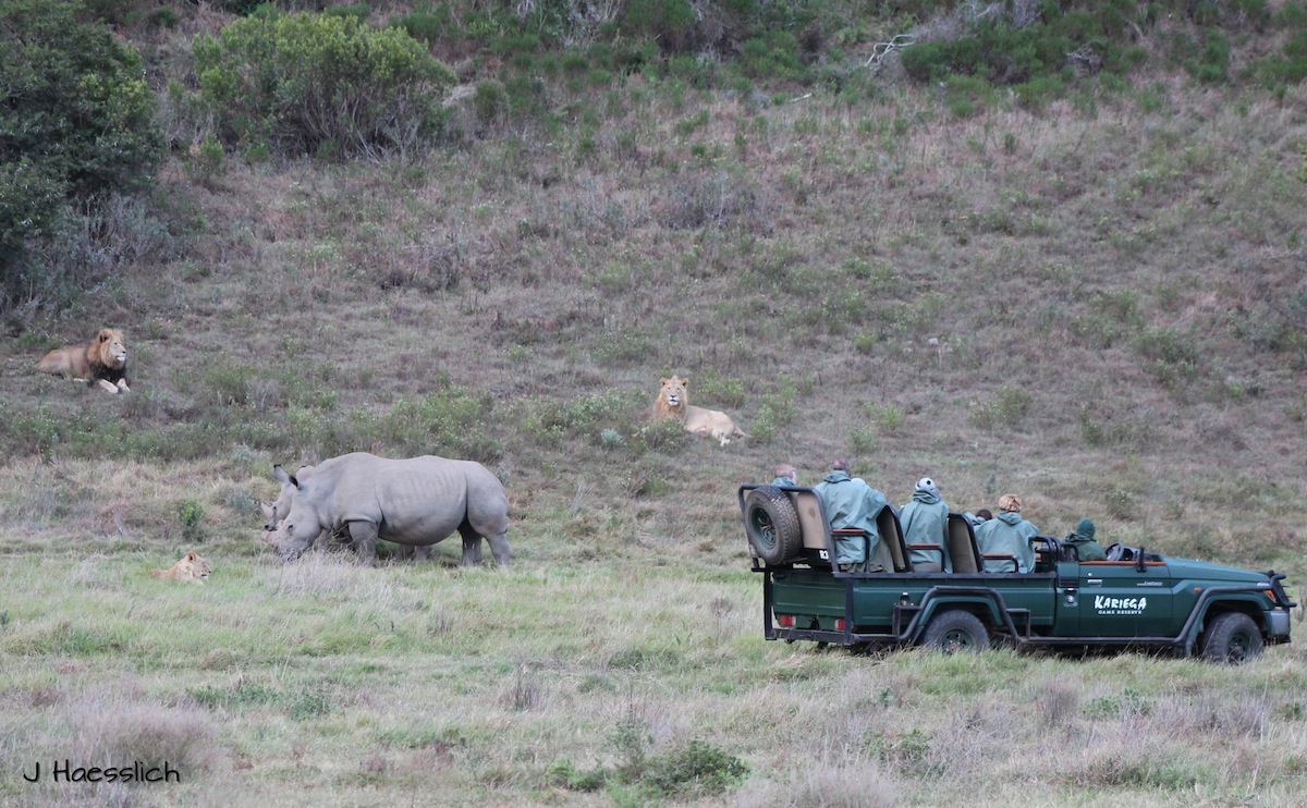 Rhino and Lion Meet on Kariega Plains