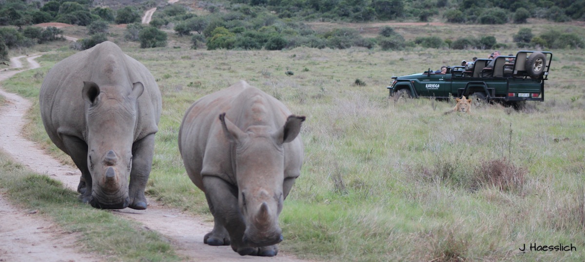 Rhino Walking Away from Lion in Kariega