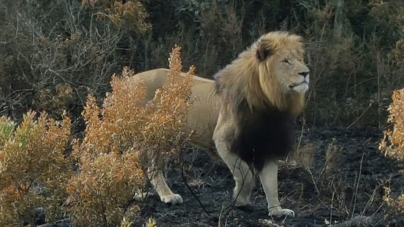 Male Lion in Kariega Game Reserve