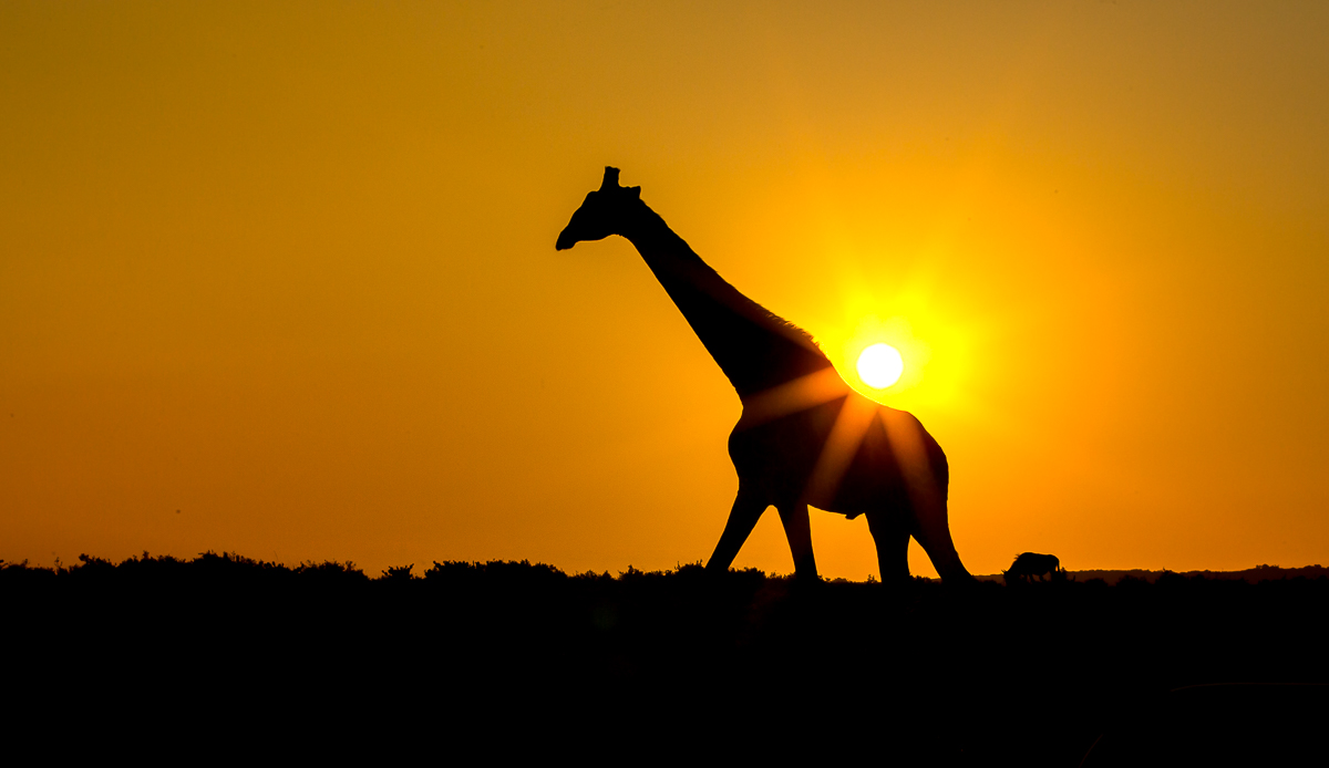 Giraffe sunset silhouette at Kariega by Brendon Jennings