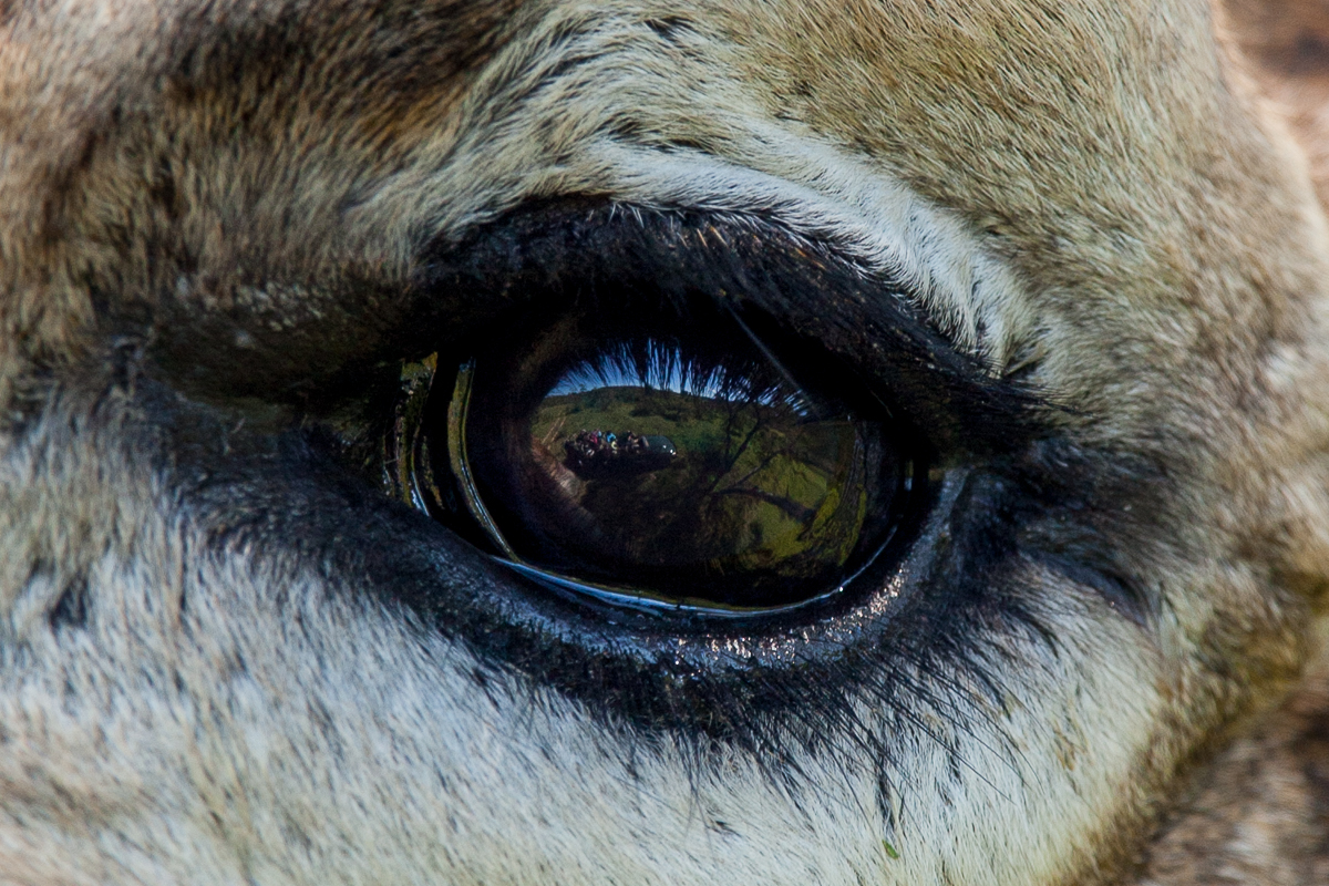 Giraffe eye by Brendon Jennings