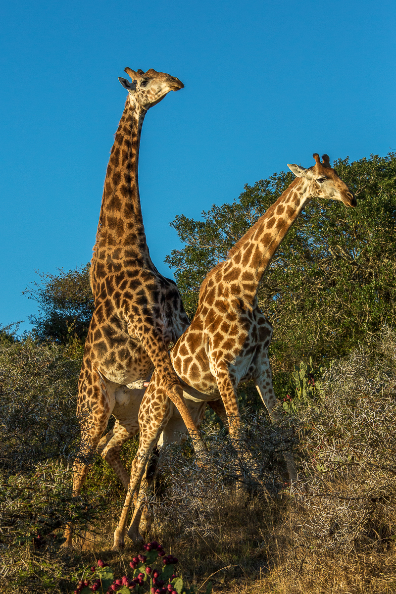 Giraffe mating at Kariega by Brendon Jennings