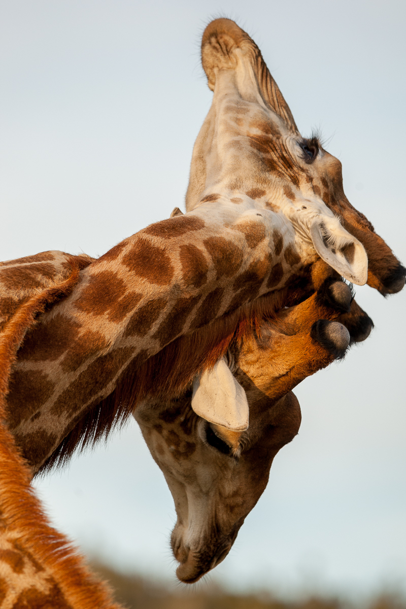 Giraffe captured fighting at Kariega by Brendon Jennings