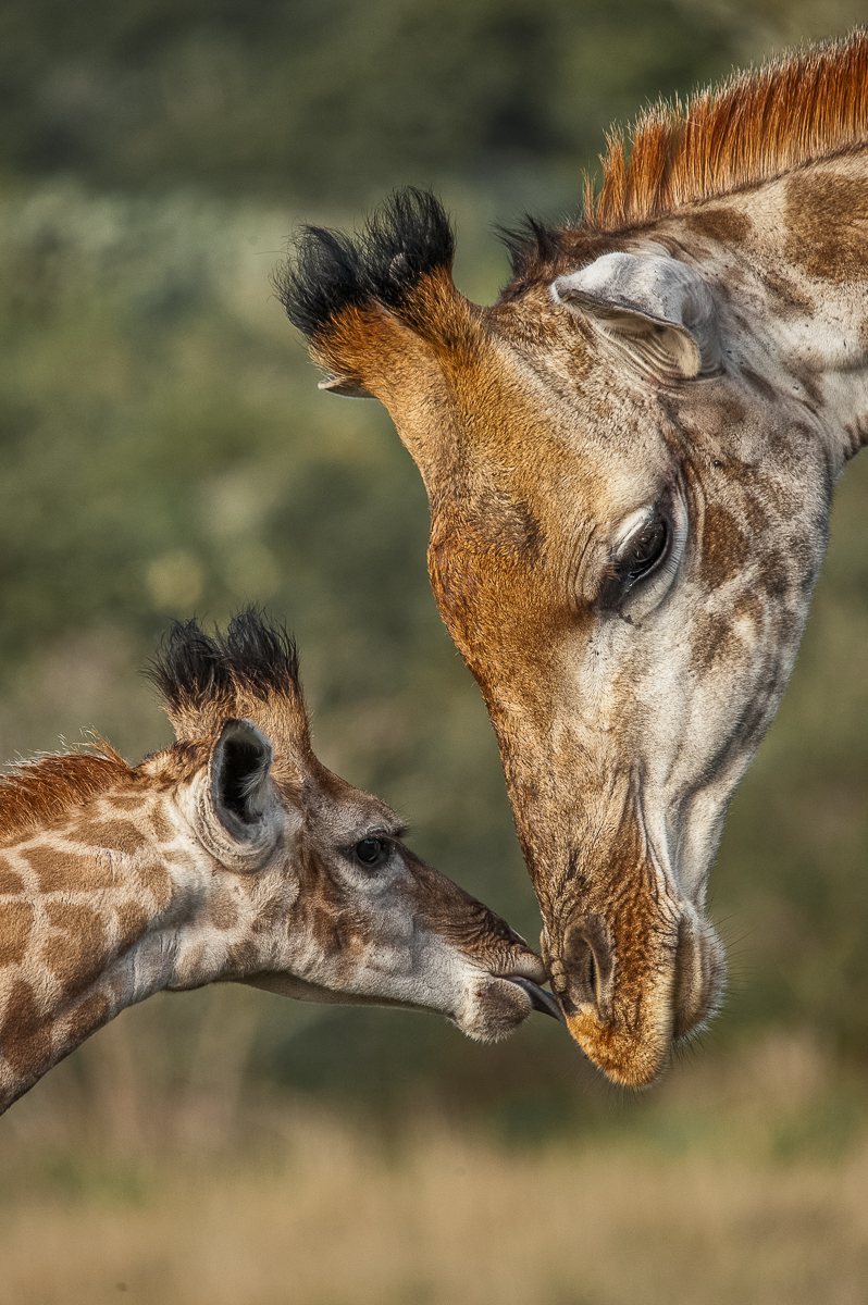 Brendon Jennings captures a giraffe mother and calf at Kariega