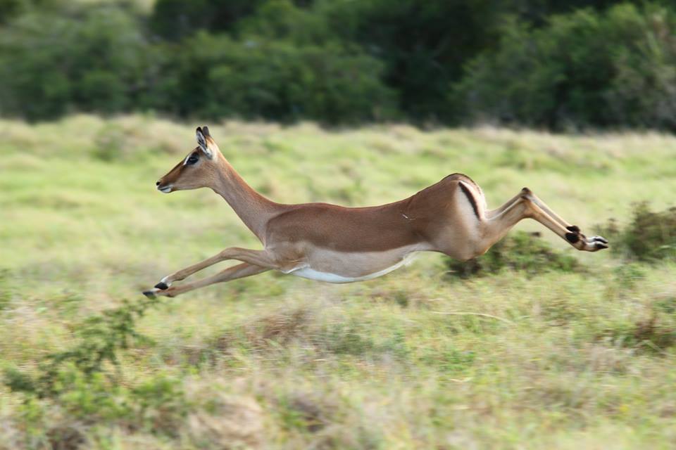 Impala at Kariega by guest Claire Rule