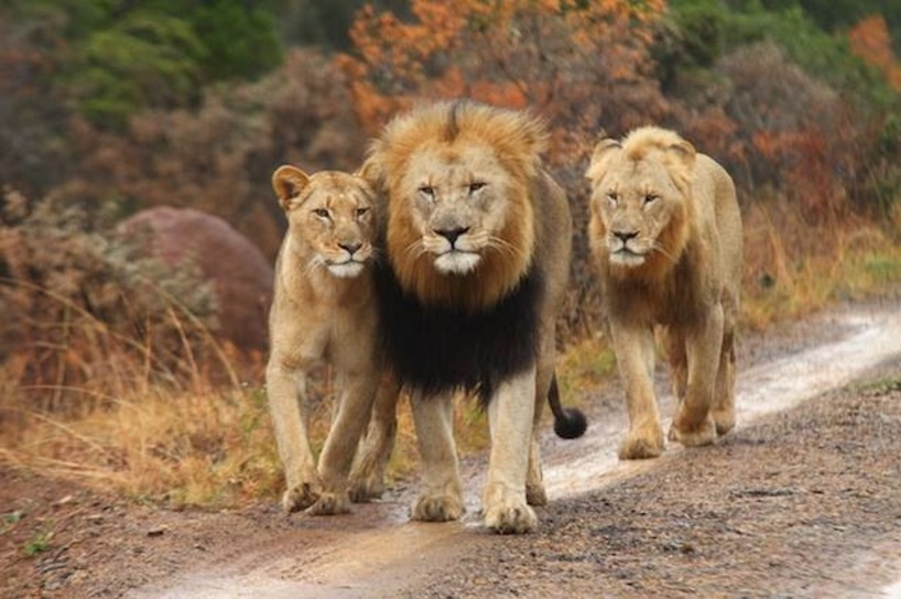 Kariega Pride of Lions Taking a Stroll