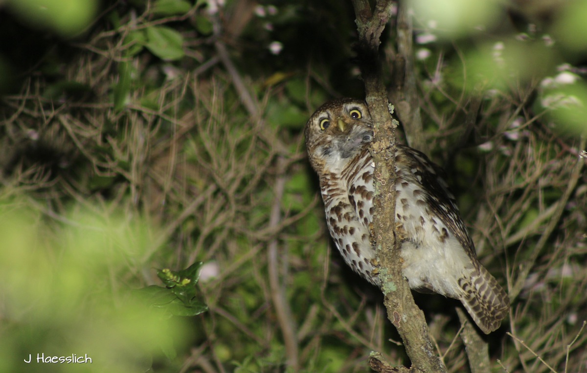 Barred Owlet at Kariega taken by Jo Haesslich
