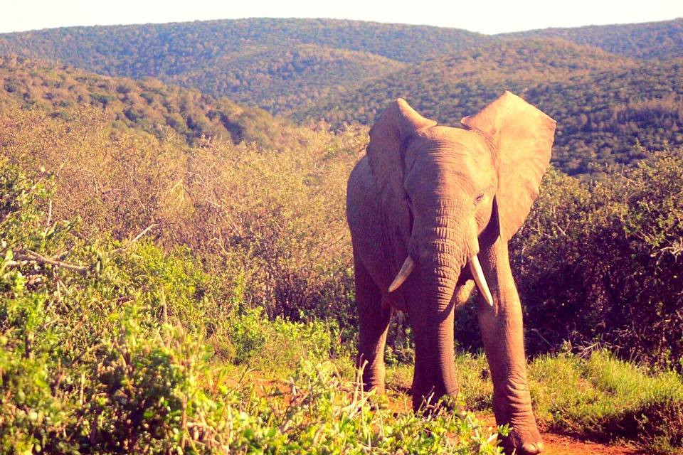 Kariega elephant taken by Luke Chilvers